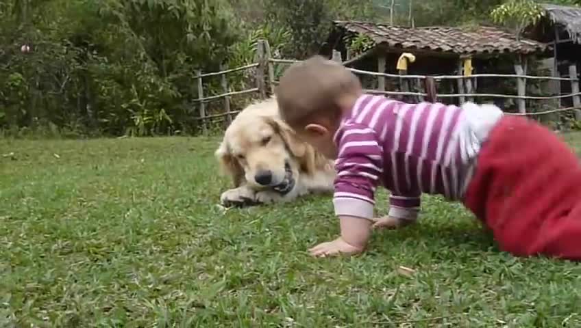 A Golden Retriever, a Baby and a Tennis Ball