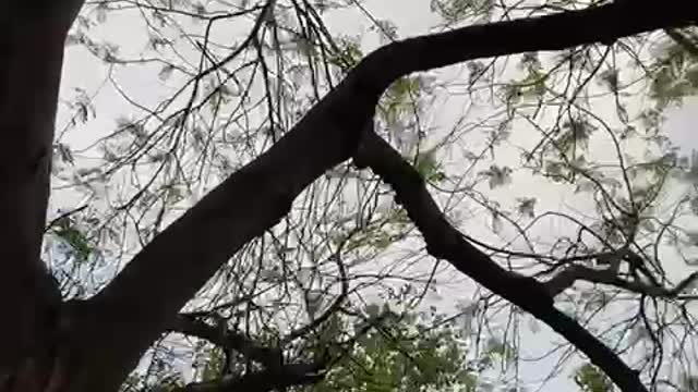 Beautiful Trees 🌲 Nature