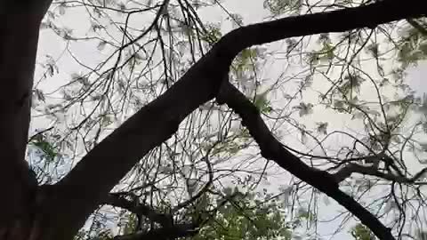 Beautiful Trees 🌲 Nature