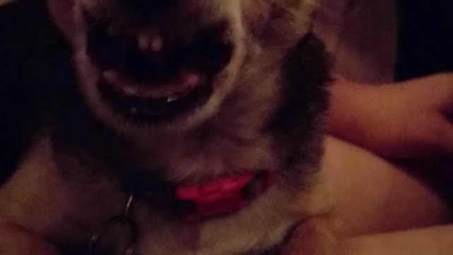 Brown dog growling at camera while on owners lap