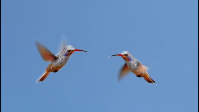 Watch two hummingbirds with great music