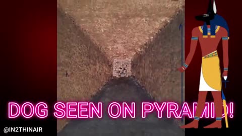 DOG seen on the great pyramid IN Egypt