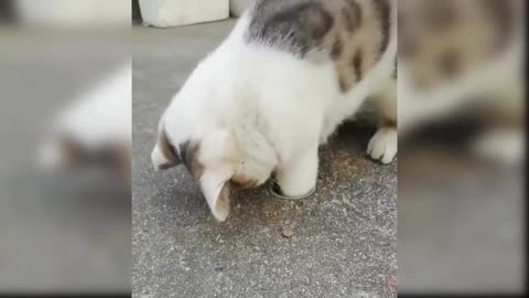 Baby Cats - Cute and Funny Cat Videos Compilation #1