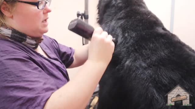 How to Black large doges hair cutting