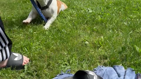 Some dogs use gravity to win a tug war