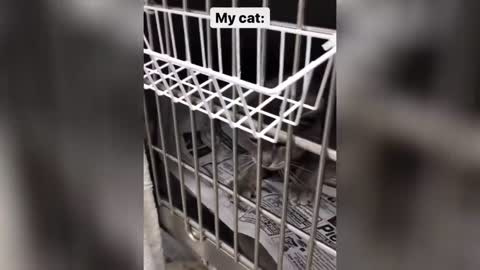 Angry - Funny Dogs And Cats 😮 - angry Pets videos 😱