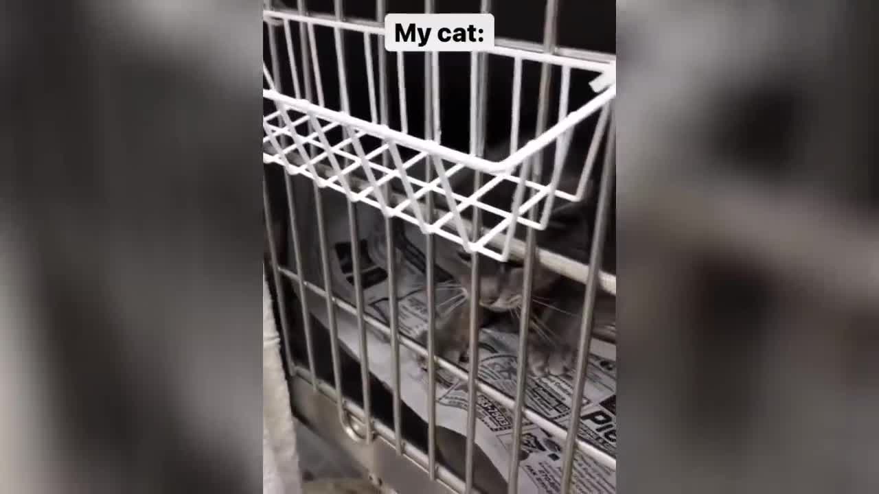 Angry - Funny Dogs And Cats 😮 - angry Pets videos 😱