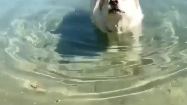 Dog helping his buddy cat in swimming