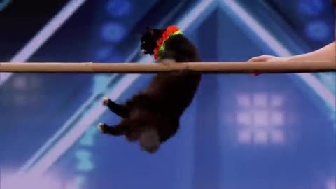 The Savitsky Cats- Super Trained Cats Perform Exciting Routine - America's Got Talent