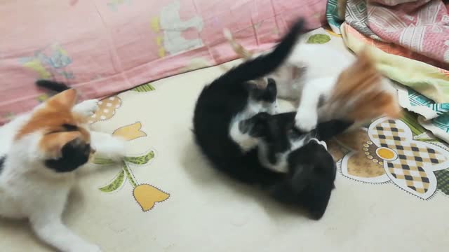 Fluffy Triplets Daily Show On Cats Bed Fight