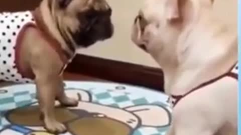 Funny Dog Videos 2021 | Funny animal Videos - Funny