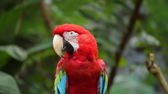 Beautiful parrot in the jungle