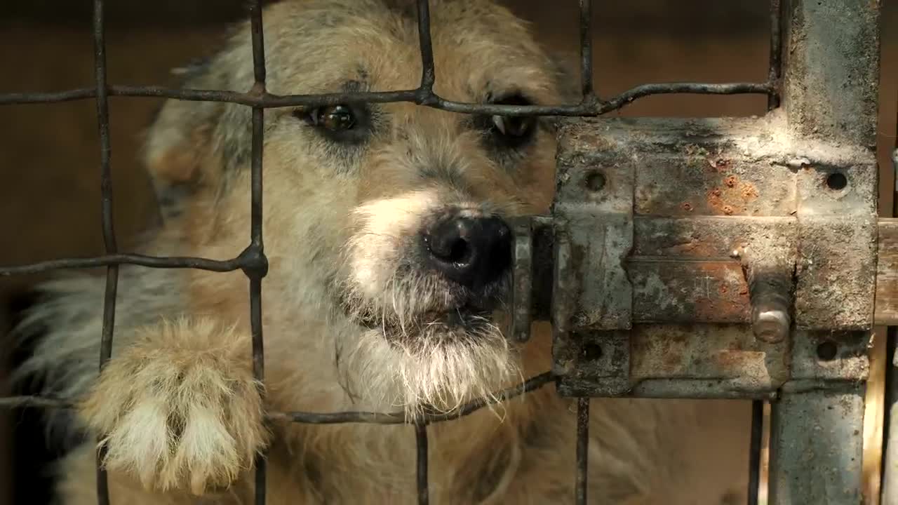 Dog asking for petting behind a cage