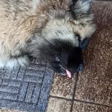 Sleeping Caucasian Shepherd