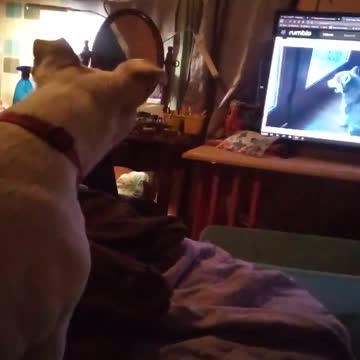 Jesse James howling at dog video
