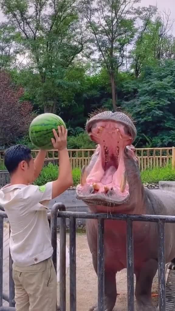 ocean_hii Hippo eating watermelon #hippo #hippopotamus #fyp #viral