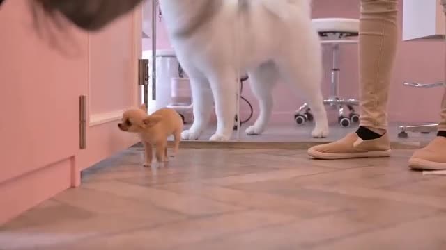 Owner training puppy series
