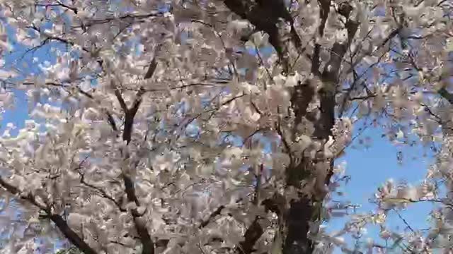 Cherry blossoms that came with spring