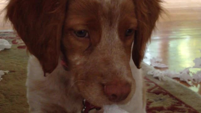 Puppy making a big mess gets caught red-handed