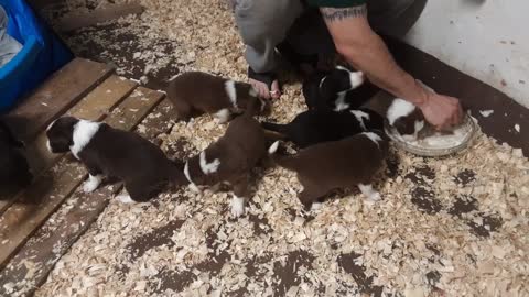 TERRA BYTES puppies Sunday, 21 days old