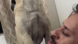 Duet With Pug Dog