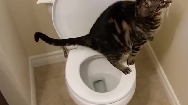 Cat using toilet and Flushes