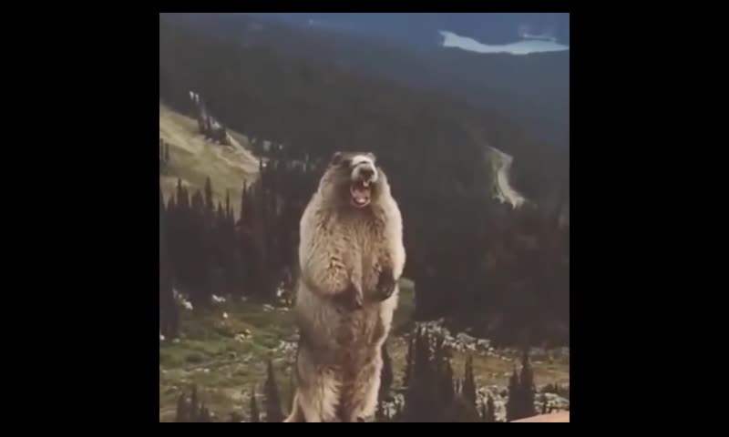 Groundhog howling (very funny)