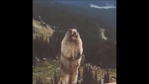 Groundhog howling (very funny)