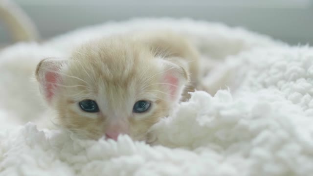 Baby Kitty in Bed