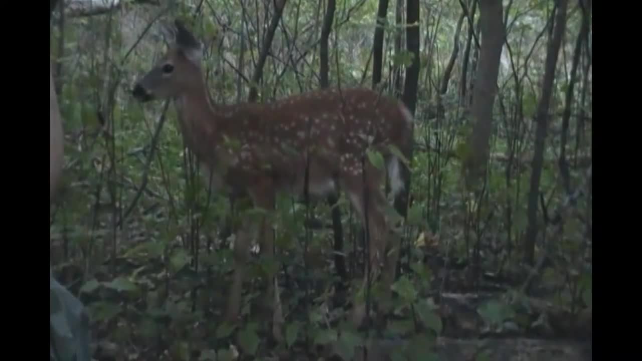 Teaching fawn how to fear human