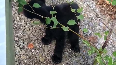 A valuable lesson on the hazards of litter for wildlife