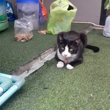 Cute cat posing for a video shot