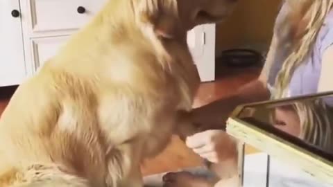 Cute Dogs getting a hug by their owners animals compilation / sweet and lovely