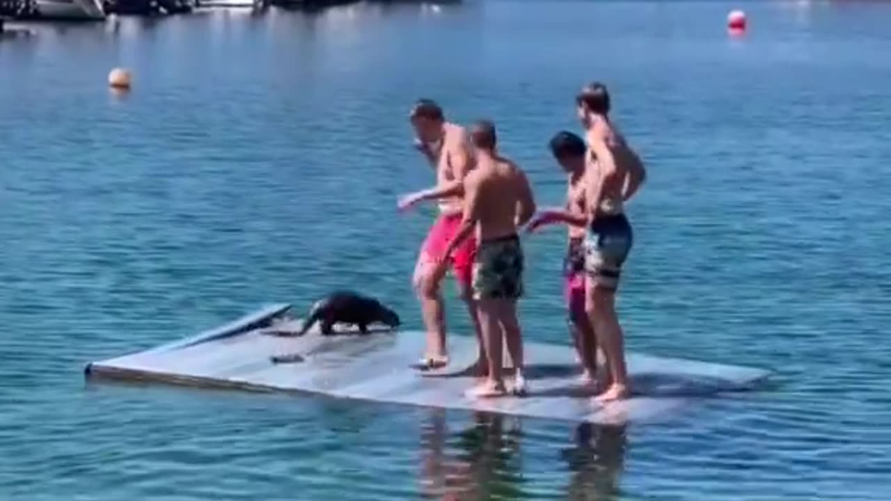 Otter Plays with Boys