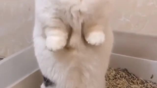 Cat Standing funny cat video