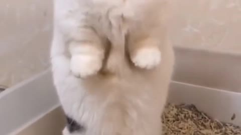 Cat Standing funny cat video