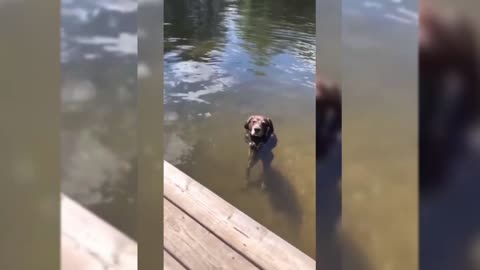 This dog does this in the water