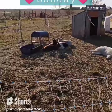 Sunday's are made for napping in the SUN 🌞 #Max #greatpyrenees #homesteading #nigeriandwarf