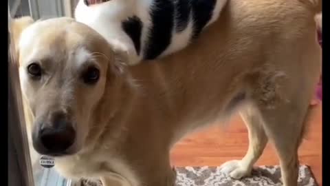 Dog and kitty friends