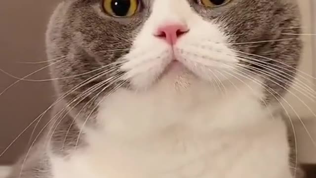 Cute And Funny Animals 13