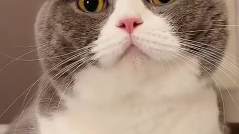 Cute And Funny Animals 13
