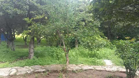 pomegranate on the tree
