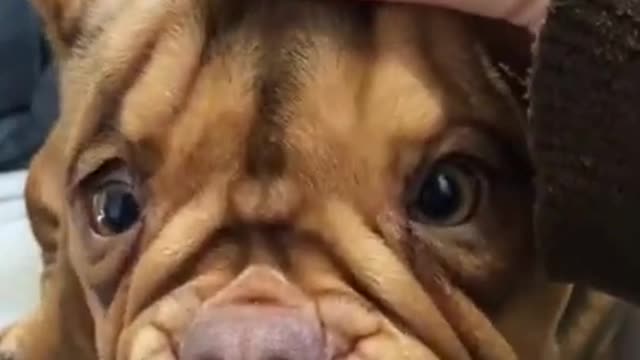 Cute Pets: Funny Dog Videos Compilation 2021_[46]_#