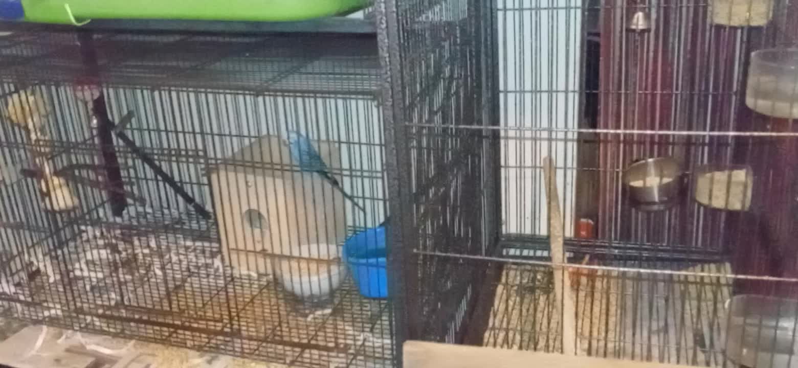 Parakeet Paradise