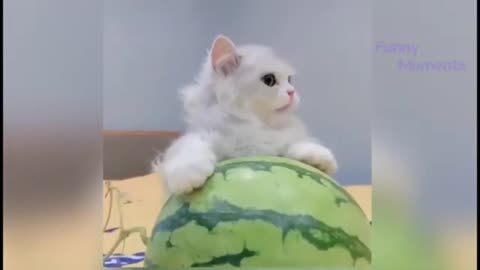TOP 10 Cutest Kitten Babe Video 2021