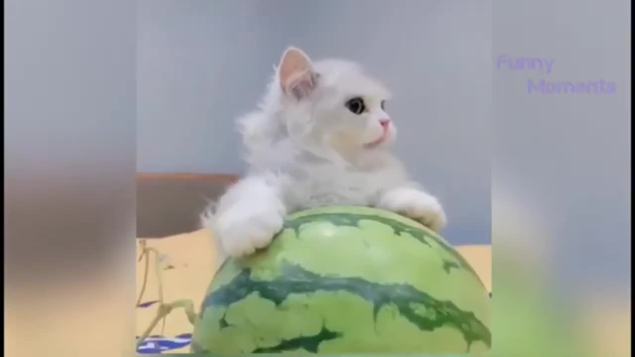 TOP 10 Cutest Kitten Babe Video 2021