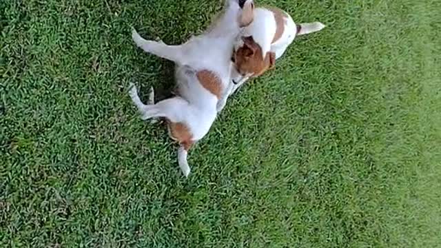 We play together and we fight.