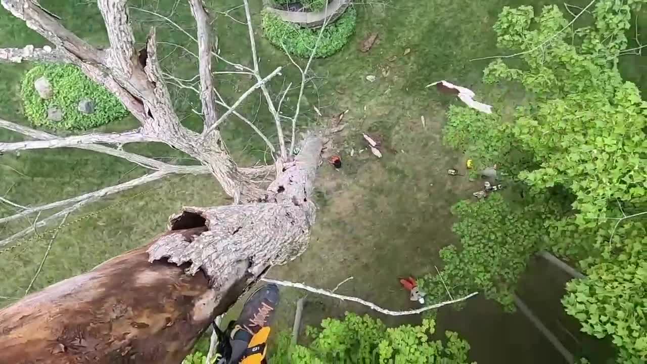 Dead tree removal