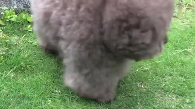 fyp#cute#flower#poodle