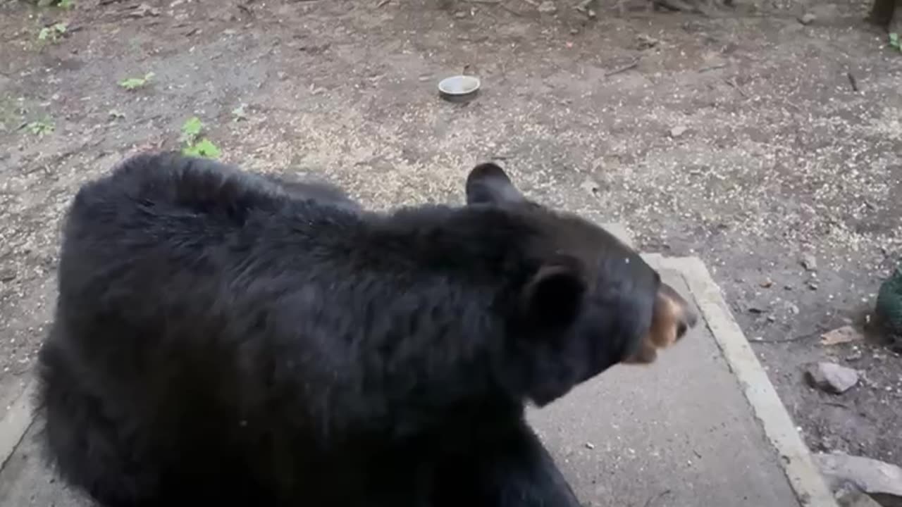 Giving A Black Bear Head Scratches